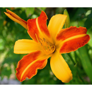 Hemerocallis 'Frans Hals'