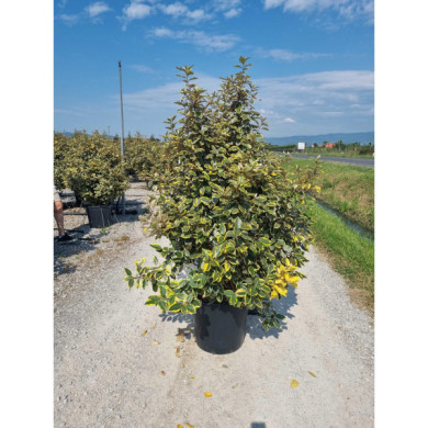 Elaeagnus x ebbingei 'Viveleg'