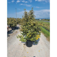 Elaeagnus x ebbingei 'Viveleg'