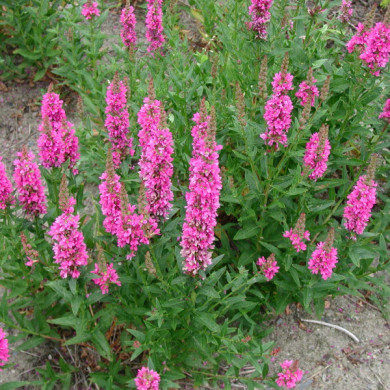 Lythrum salicaria 'Robert'