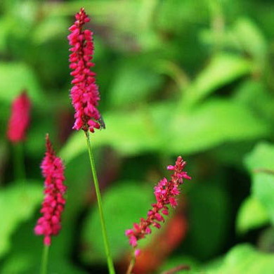 Persicaria amplexicaulis 'Speciosa'