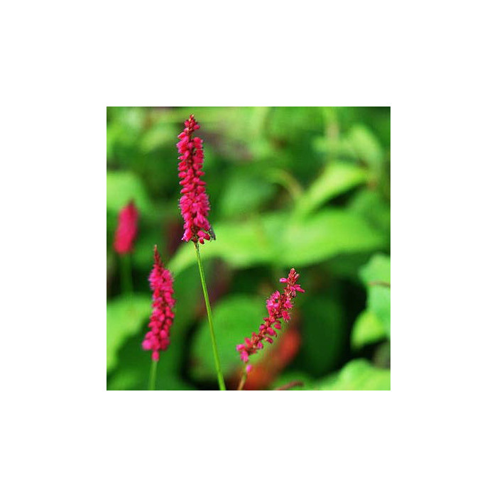 Persicaria amplexicaulis 'Speciosa'