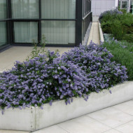 Ceanothus thyrsiflorus var. repens