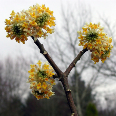 Edgeworthia chrysantha