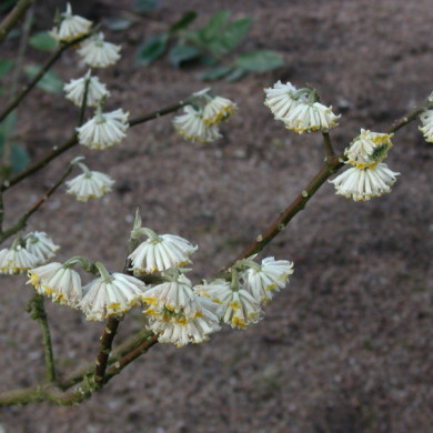 Edgeworthia chrysantha