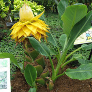 Musella lasiocarpa