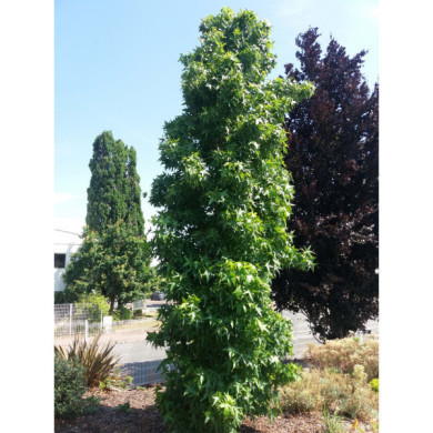 Liquidambar styraciflua 'Slender Silhouette'