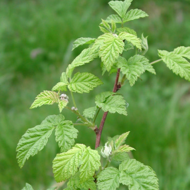 Framboisier 'Héritage'