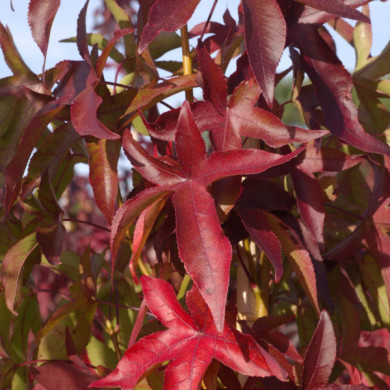 Liquidambar styraciflua 'Slender Silhouette'