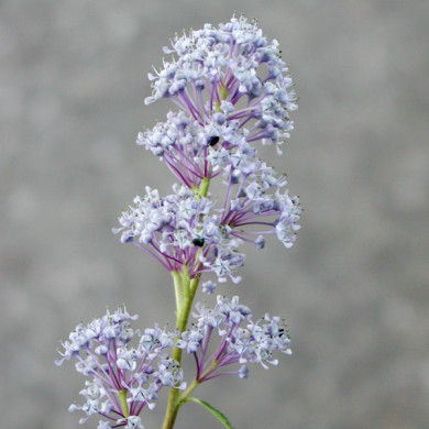 Ceanothus x delilianus 'Gloire de Versailles'