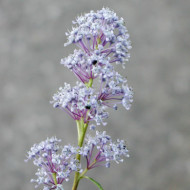 Ceanothus x delilianus 'Gloire de Versailles'