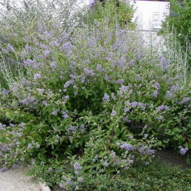 Ceanothus x delilianus 'Gloire de Versailles'