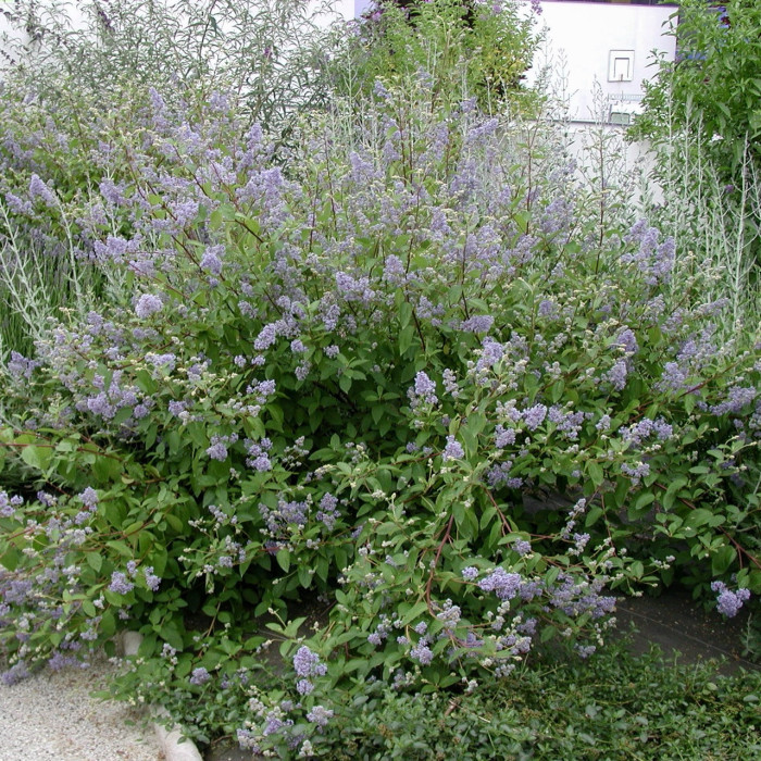 Ceanothus x delilianus 'Gloire de Versailles'