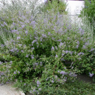 Ceanothus x delilianus 'Gloire de Versailles'