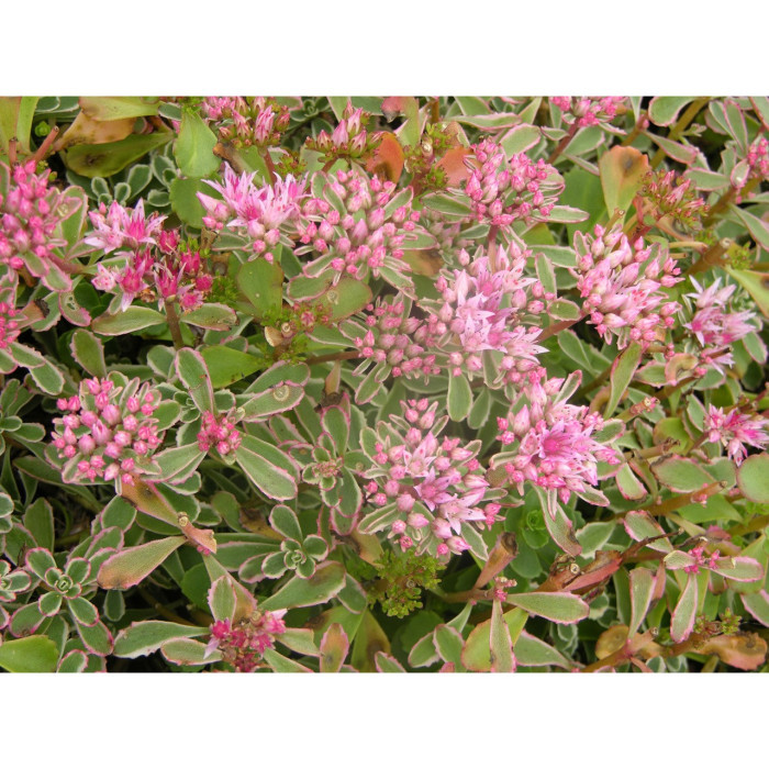 Sedum spurium 'Tricolor'