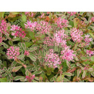 Sedum spurium 'Tricolor'