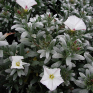 Convolvulus cneorum