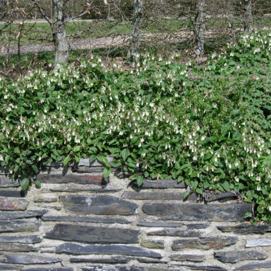 Symphytum grandiflorum