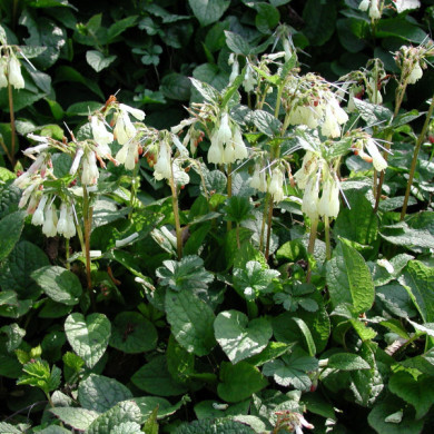 Symphytum grandiflorum