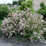 Ceanothus x pallidus 'Marie Simon'