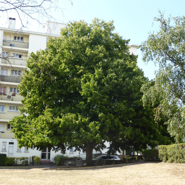 Corylus colurna