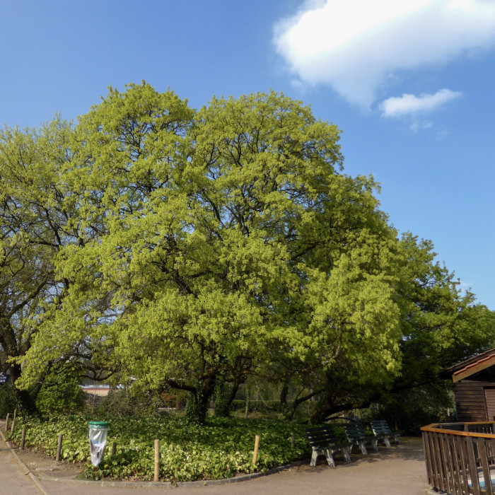 Acer monspessulanum