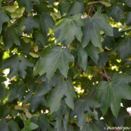 Acer monspessulanum