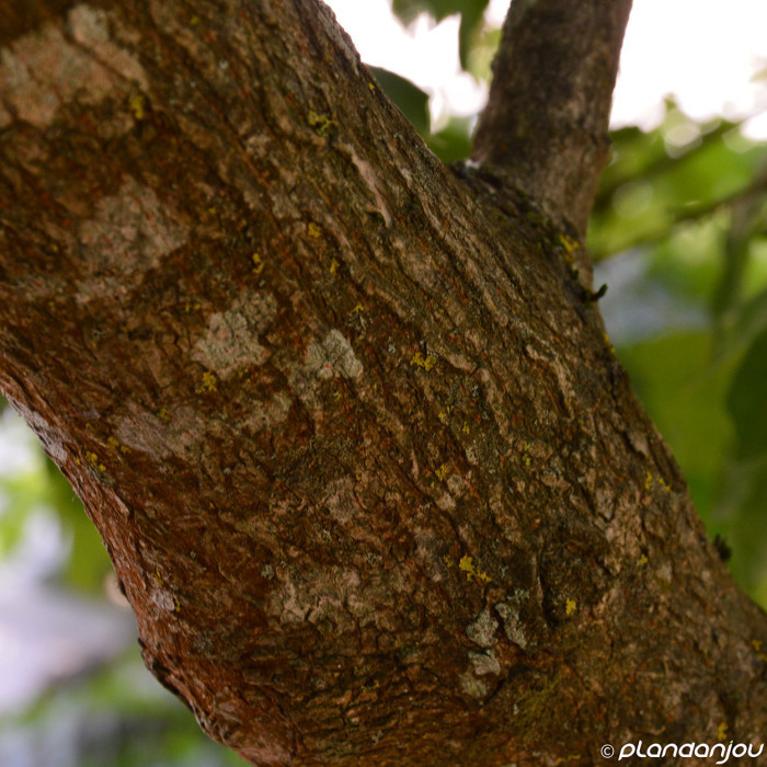Acer monspessulanum