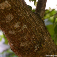 Acer monspessulanum