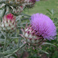Cynara scolymus