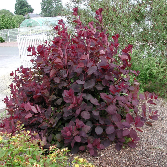 Cotinus 'Grace'