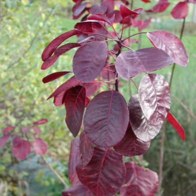 Cotinus 'Grace'
