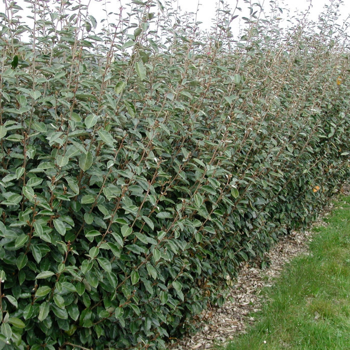 Elaeagnus x ebbingei