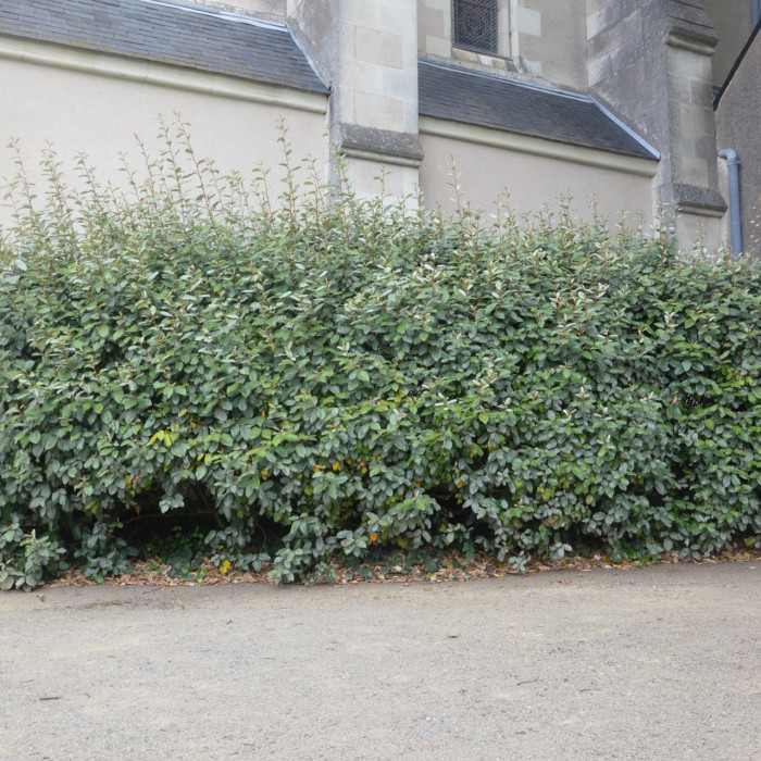 Elaeagnus x ebbingei