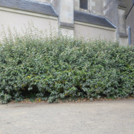 Elaeagnus x ebbingei