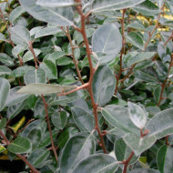 Elaeagnus x ebbingei