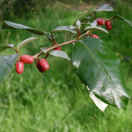 Elaeagnus x ebbingei
