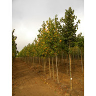 Corylus colurna