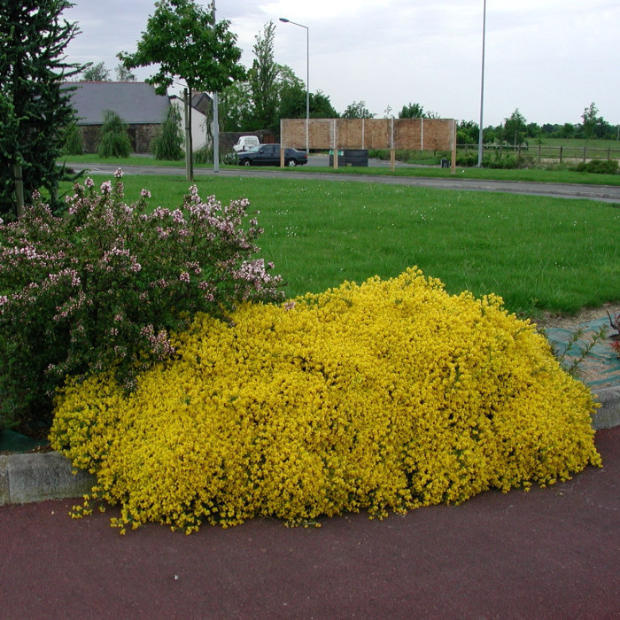 Genista Iydia