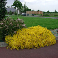 Genista Iydia