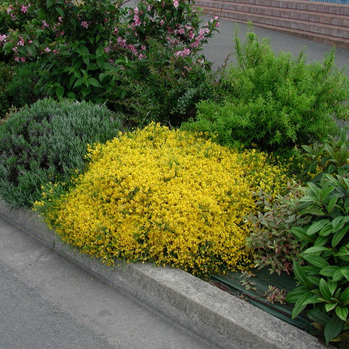 Genista Iydia