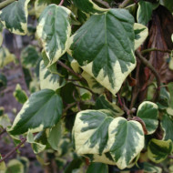 Hedera colchica 'Dentata Variegata'