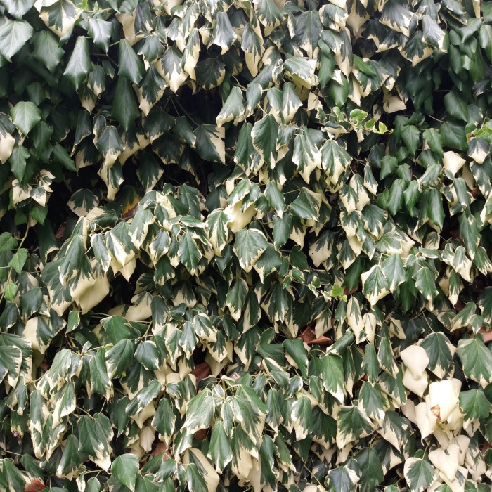 Hedera colchica 'Dentata Variegata'