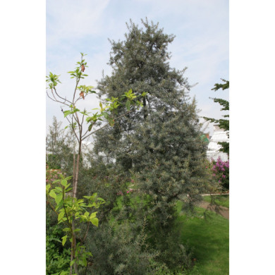 Hippophae rhamnoides