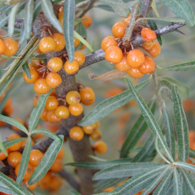 Hippophae rhamnoides