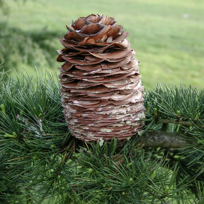 Cedrus deodara
