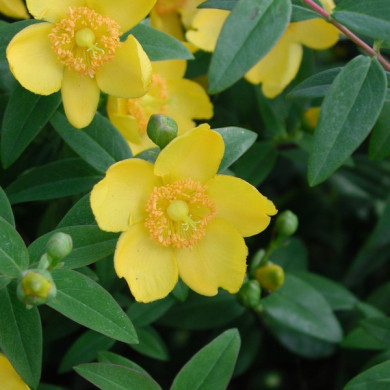 Hypericum 'Hidcote'