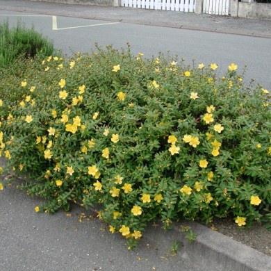 Hypericum 'Hidcote'