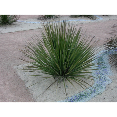 Dasylirion glaucophyllum