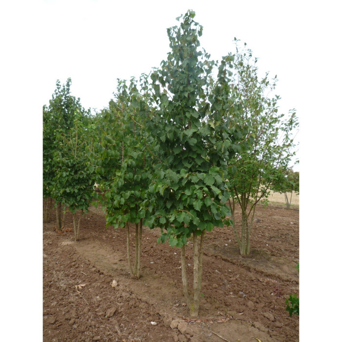 Corylus colurna